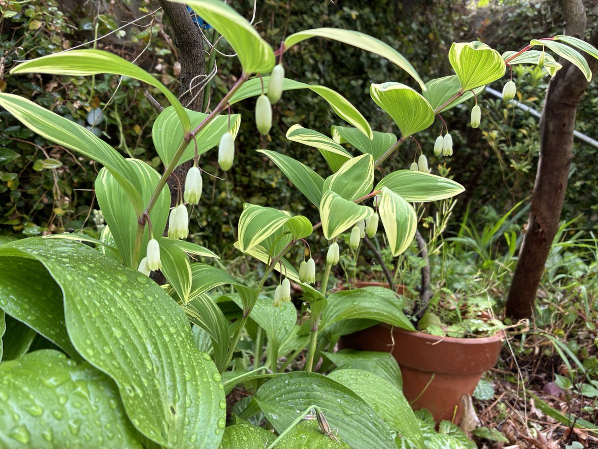tsuga11furo's tweet photo. 庭の植物たちの勢いを感じる季節到来 https://t.co/6zfRlVu6sC