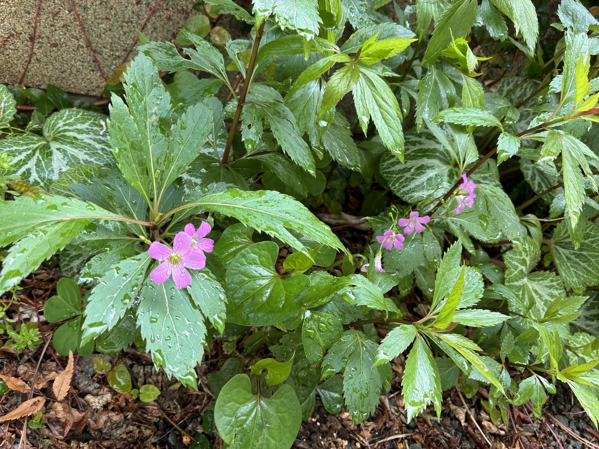 tsuga11furo's tweet photo. 庭の植物たちの勢いを感じる季節到来 https://t.co/6zfRlVu6sC