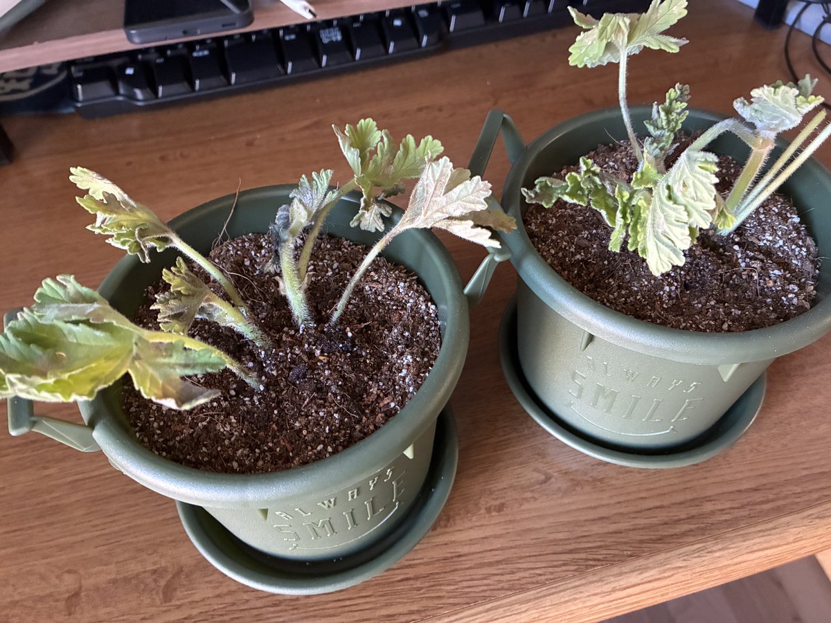 wyn＠燻し野郎 tweet media