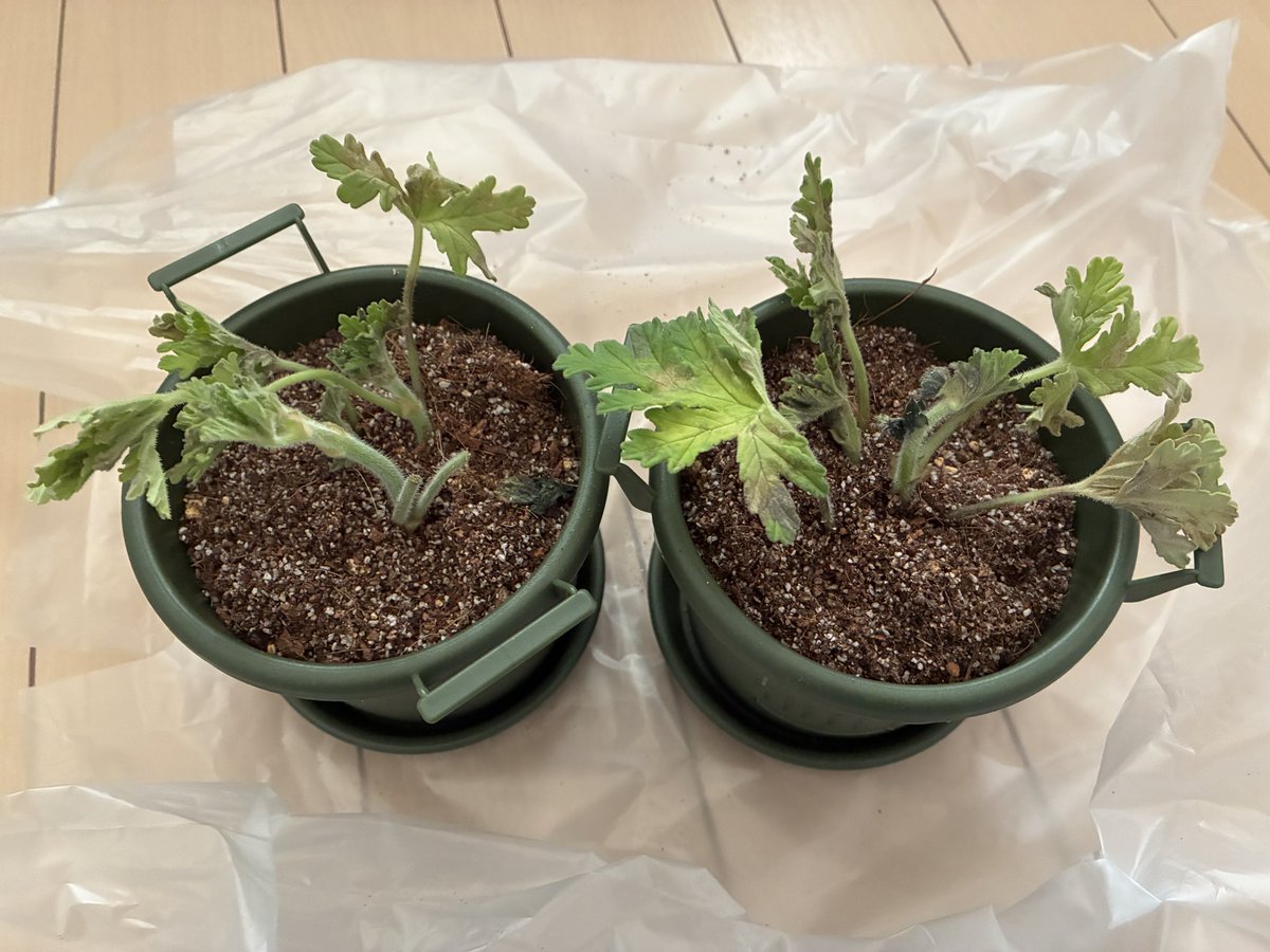 wyn＠燻し野郎 tweet media