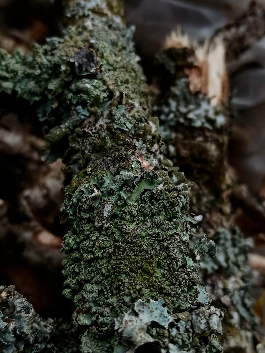 SewellLeigh's tweet image. Crustier than a bag of old toenails , it's #hotsticksaturday 👀😊

#saturdaymorning #lichen #nature #fungi #naturephotography