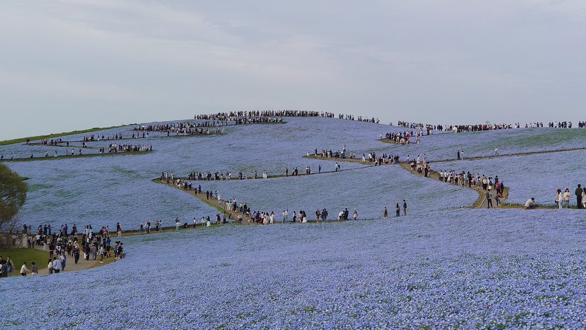 Raychel&Yoasobi@valefor tweet media