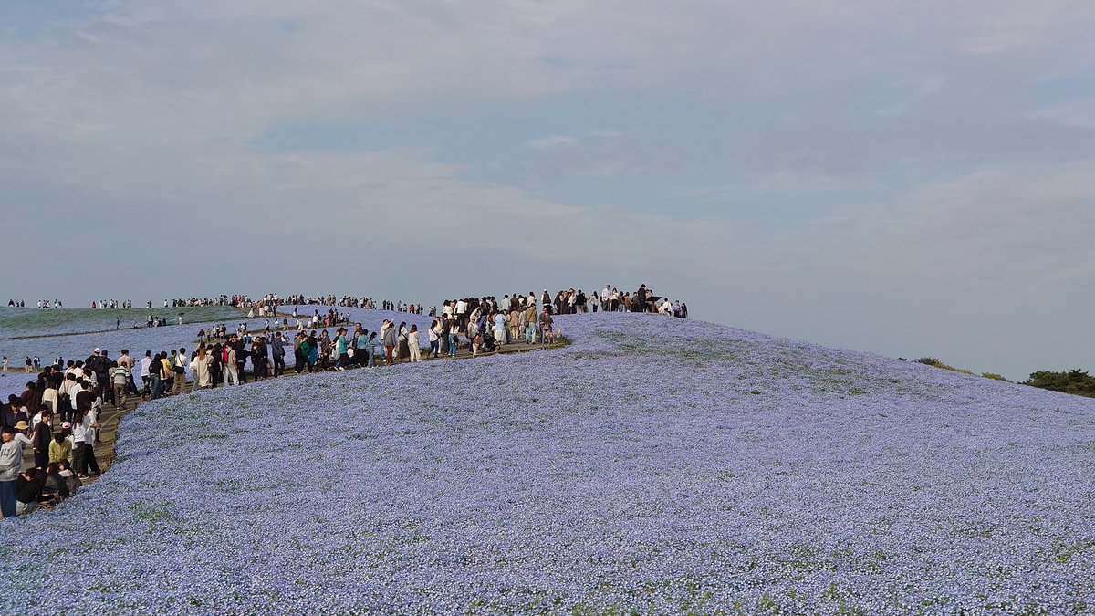 Raychel&Yoasobi@valefor tweet media