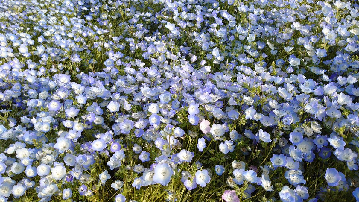 Raychel&Yoasobi@valefor tweet media