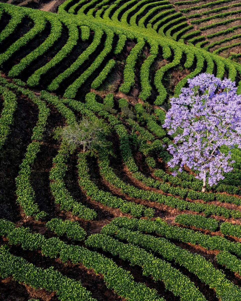 FlyOverChina tweet media