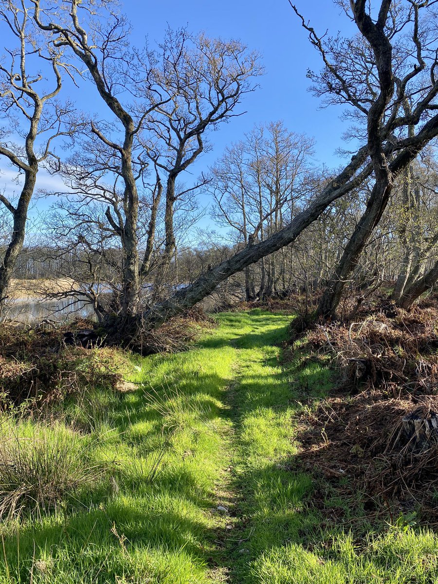 AilishSinclair's tweet image. A path of blue and green. #SaturdayMorning