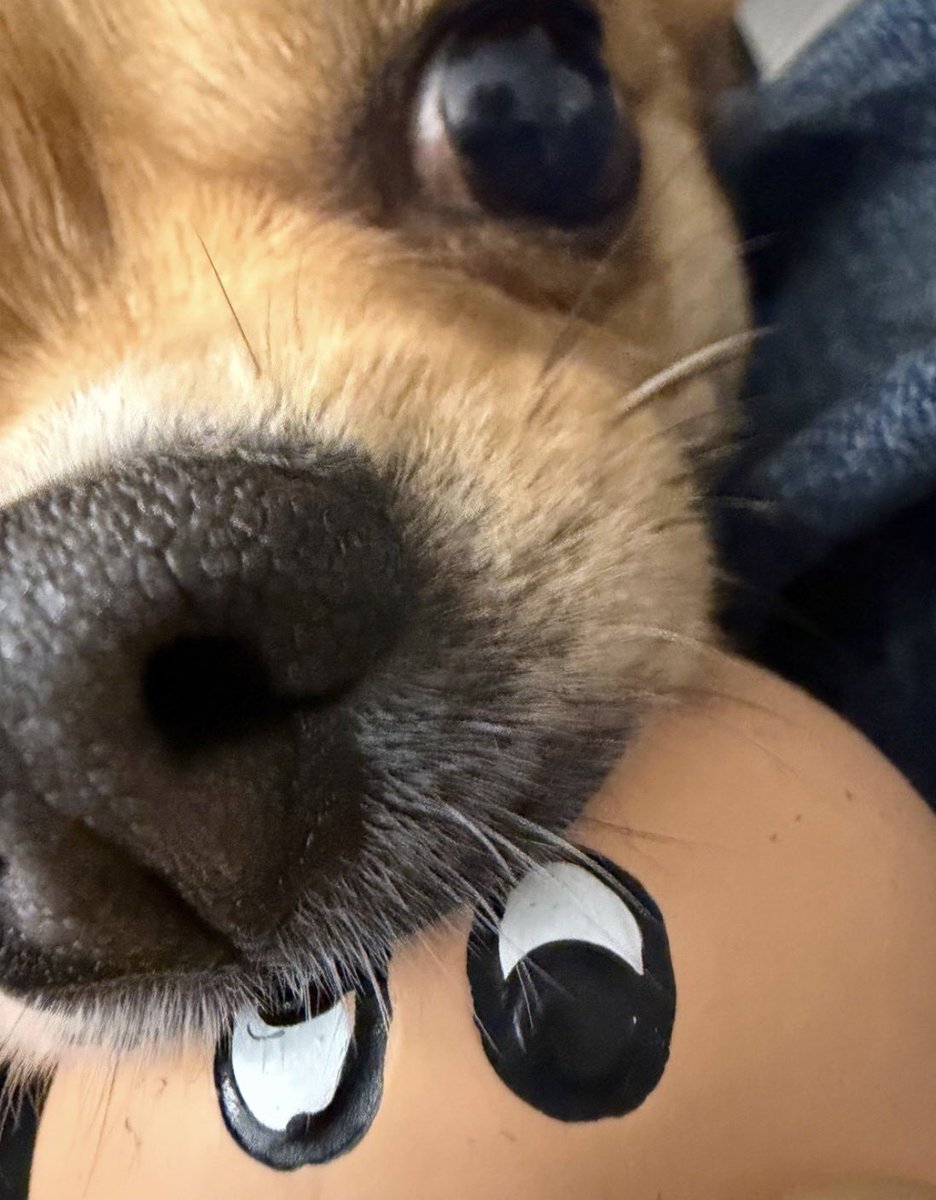 きりんGiraffe🦮 tweet media