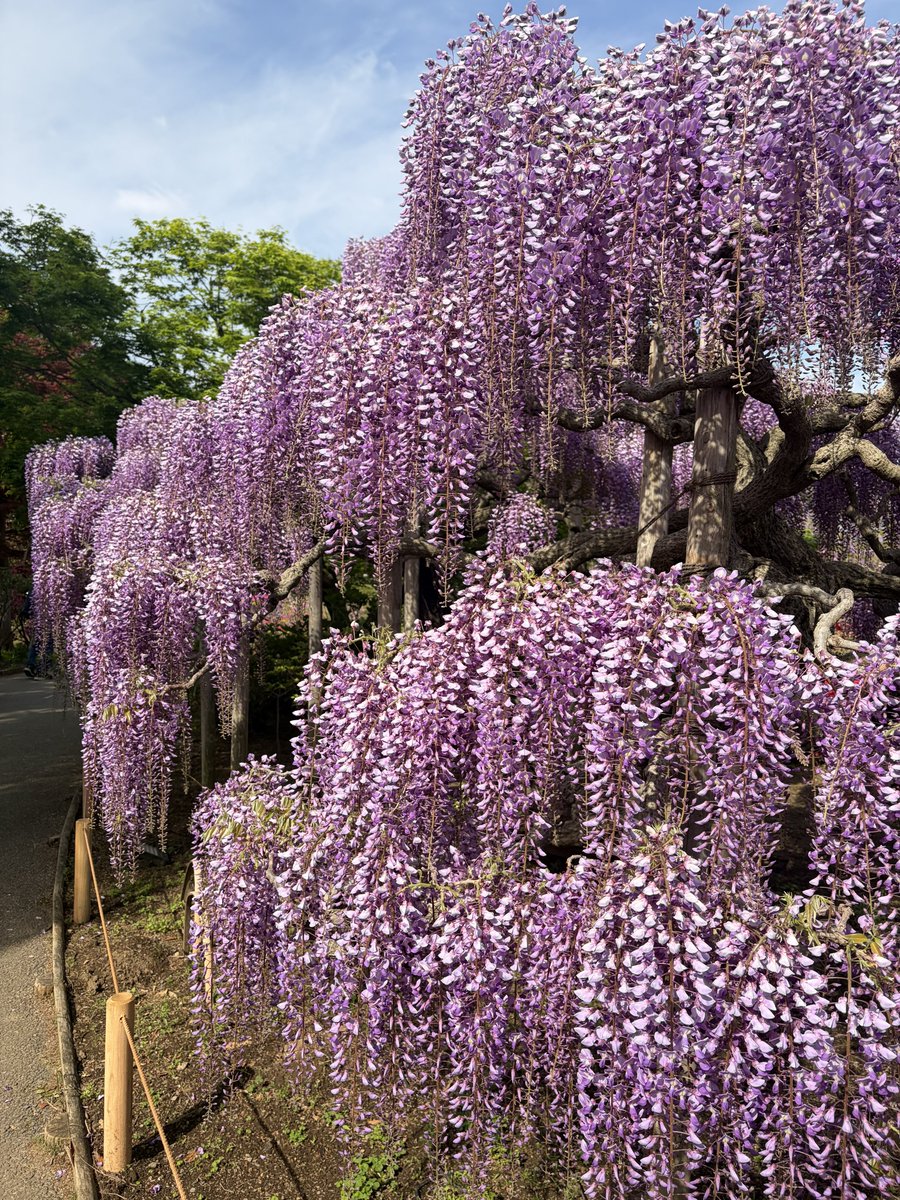 ydk_16's tweet photo. 今日は早朝からあしかがフラワーパークへ 藤もツツジも綺麗だった https://t.co/03z0LqeI5P
