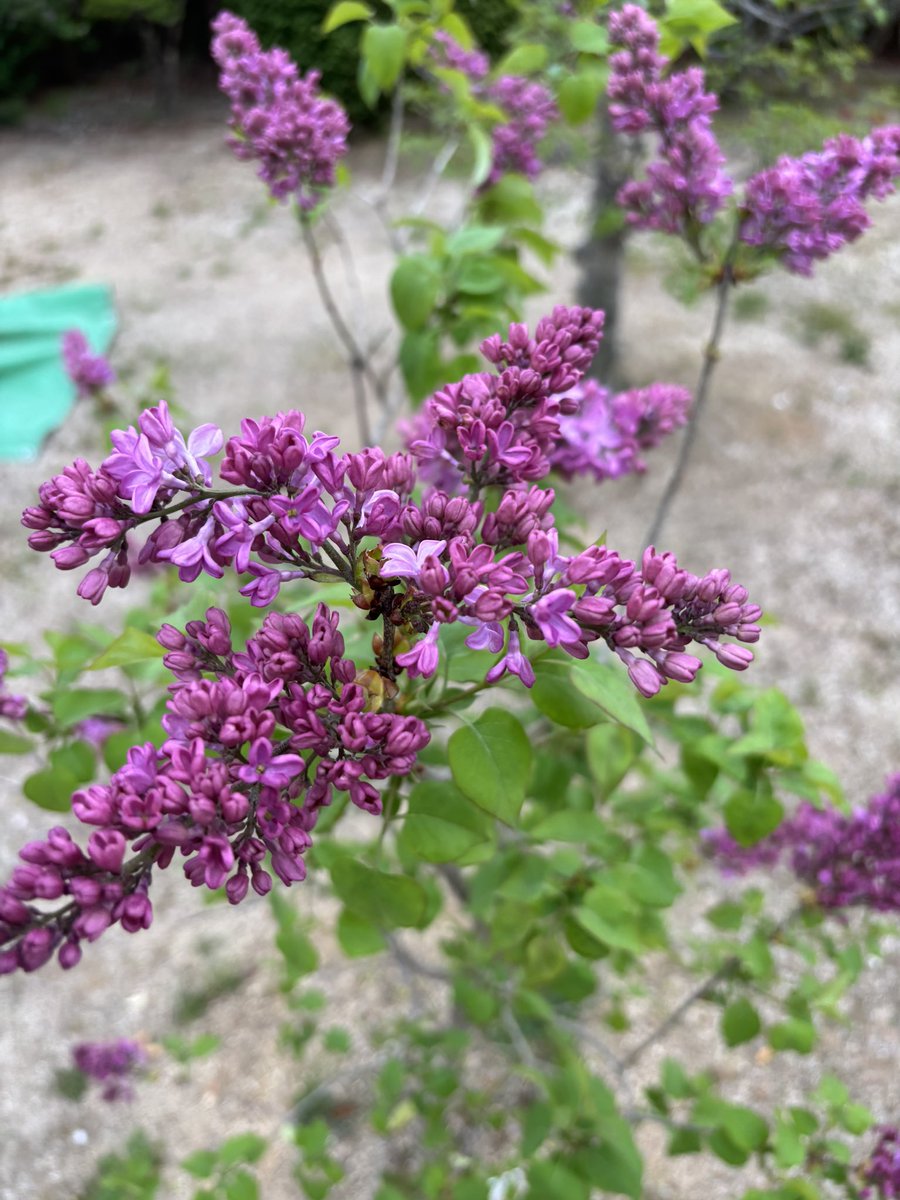 あおににたすっぱーいはーるとライラック( ◜ᴗ◝)