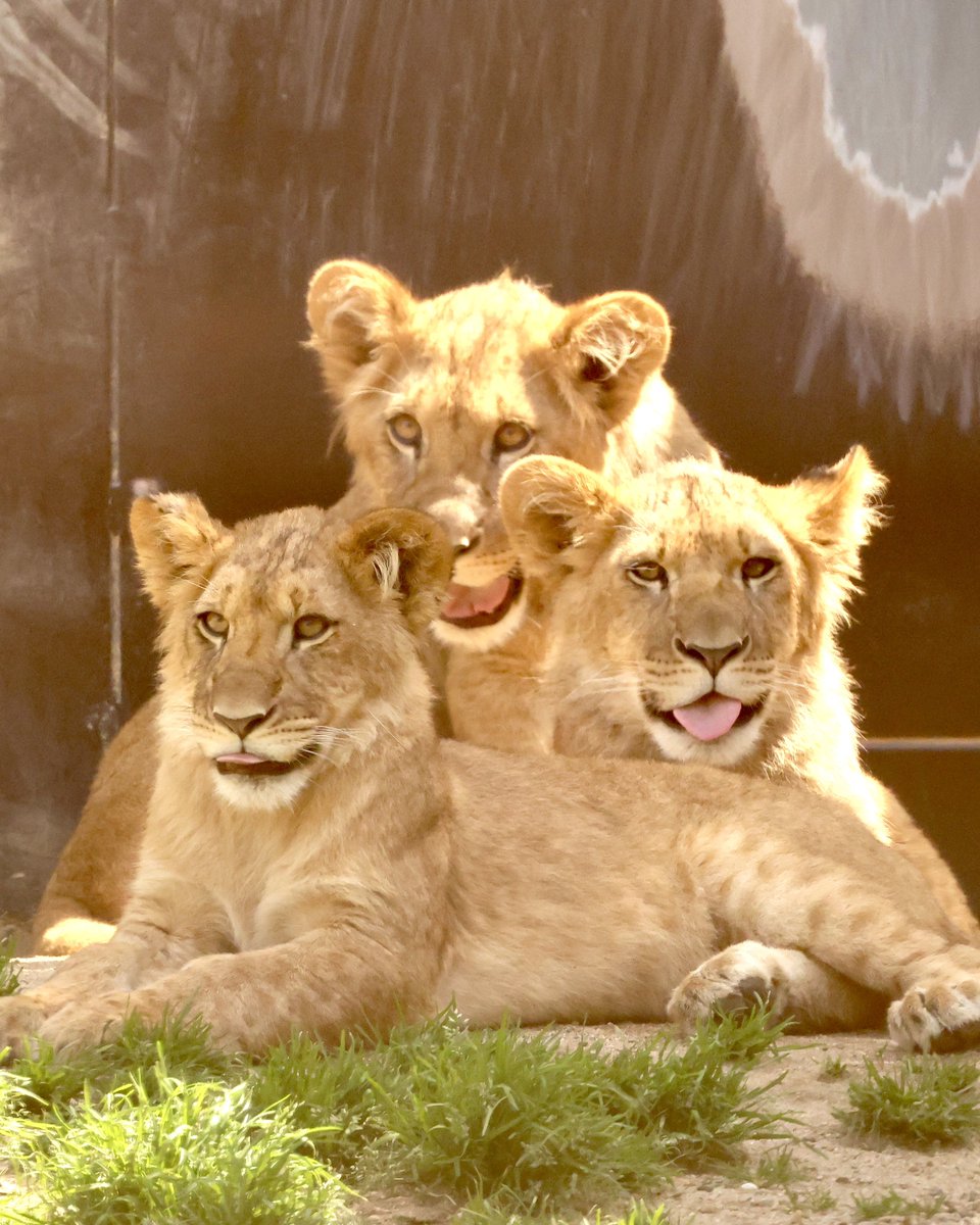 チワワン tweet media