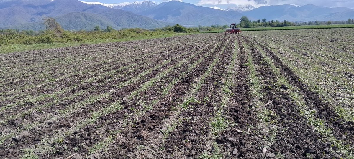 OlgunlarTohum's tweet photo. Nohut Çeşidimiz “ GÖKSU “ Azerbaycan,Qax Şehrinin Qarameşə Kentinde; Çiftçilerimizin Beğenisine sunulmuştur. Çiftçilerimizin Yüzünü Güldürmeye Devam Ediyor… https://t.co/RdHntj8IXr