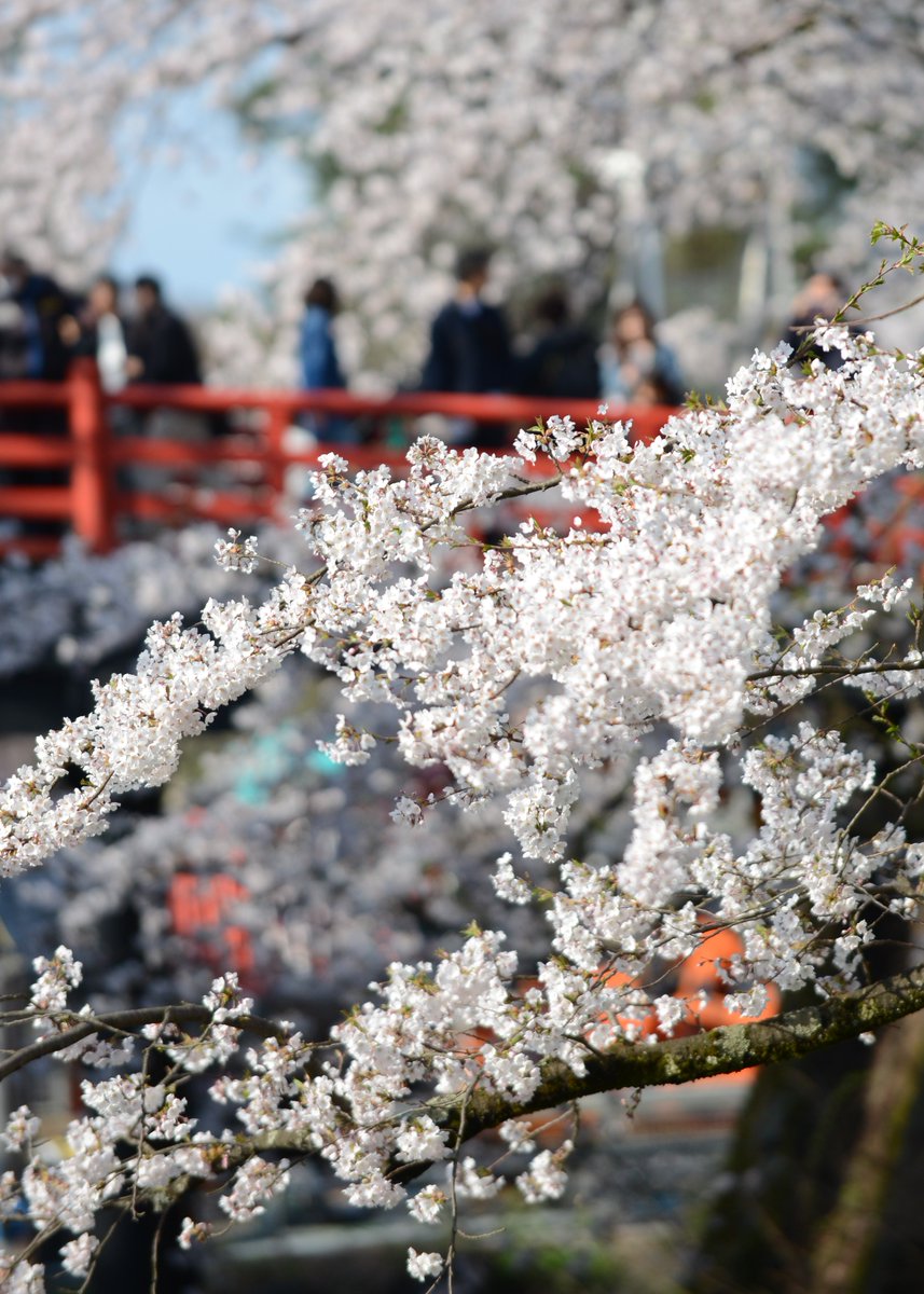 hirosaki_promo's tweet photo. 🌸本日(2026.4.18)の弘前公園
本日、桜のトンネルのソメイヨシノが満開となり、全域でソメイヨシノの満開を楽しむことができます。また、『弘前七桜』の八重紅枝垂が咲き始めています。外濠ではちょっとだけ花筏も♪
#弘前さくらまつり #さくらまつり #弘前 #桜 #さくら #弘前公園 #aomori #sakura https://t.co/VSbvSoR07T