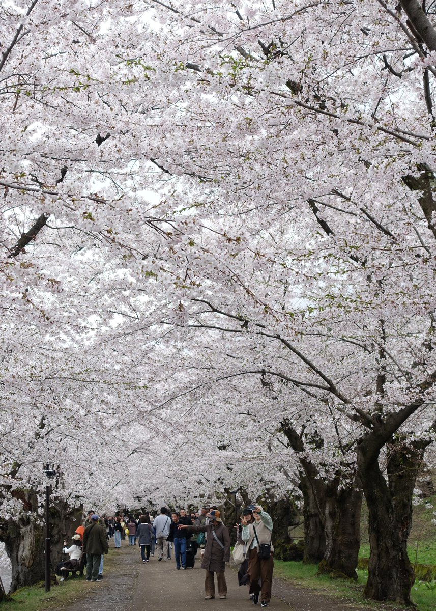 hirosaki_promo's tweet photo. 🌸本日(2026.4.18)の弘前公園
本日、桜のトンネルのソメイヨシノが満開となり、全域でソメイヨシノの満開を楽しむことができます。また、『弘前七桜』の八重紅枝垂が咲き始めています。外濠ではちょっとだけ花筏も♪
#弘前さくらまつり #さくらまつり #弘前 #桜 #さくら #弘前公園 #aomori #sakura https://t.co/VSbvSoR07T
