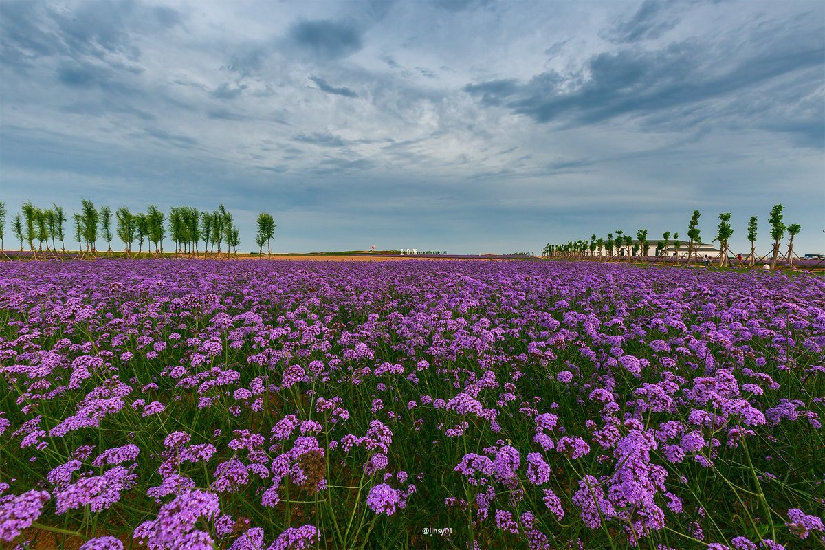 RaviAlankit's tweet image. Baked fresh lavender shortbread this morning! Crumbly, floral, u0026 perfect with a cup of tea  #HomeBakingJoy #BakingTherapy