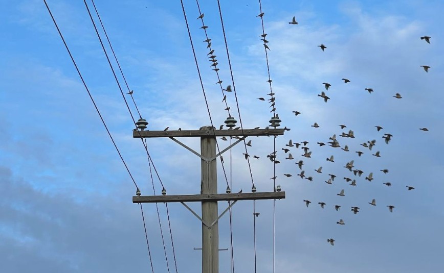LindaMDuffy's tweet image. In the afternoon light, the Welcome Swallows gather on the power lines.
When one moves, the whole flock follows.
I see this every time I walk this stretch of road.

#30Words365 #Follow #AmWriting #WritingCommunity