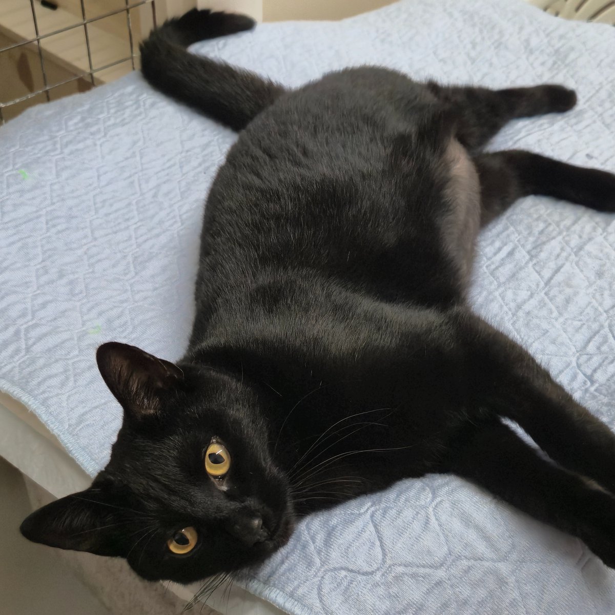 Battersea tweet media