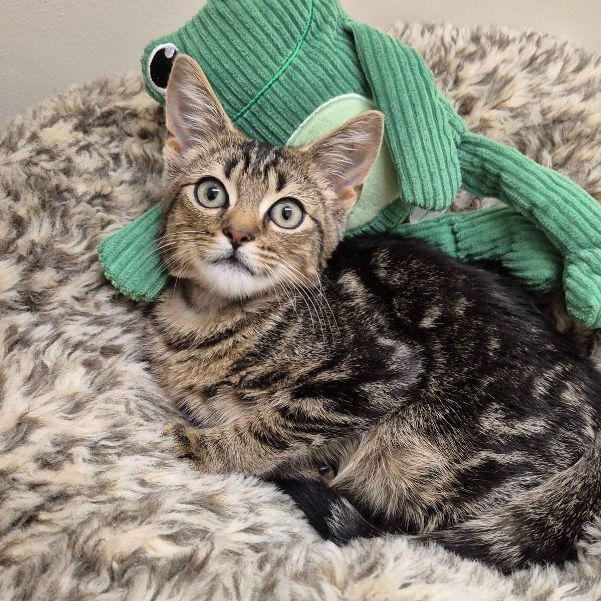 Battersea tweet media