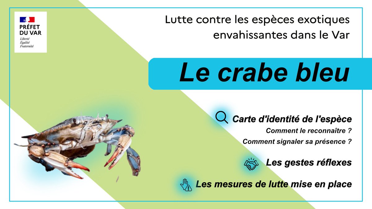 #Environnement |  🔴 Crabe bleu dans le #Var : reconnaître, alerter, se protéger... vous-aussi, vous pouvez agir ! 
🦀 Le crabe bleu se reproduit très vite et peut parcourir de longues distances. Pour lutter contre sa prolifération, il peut être pêché et dégusté car il est très
