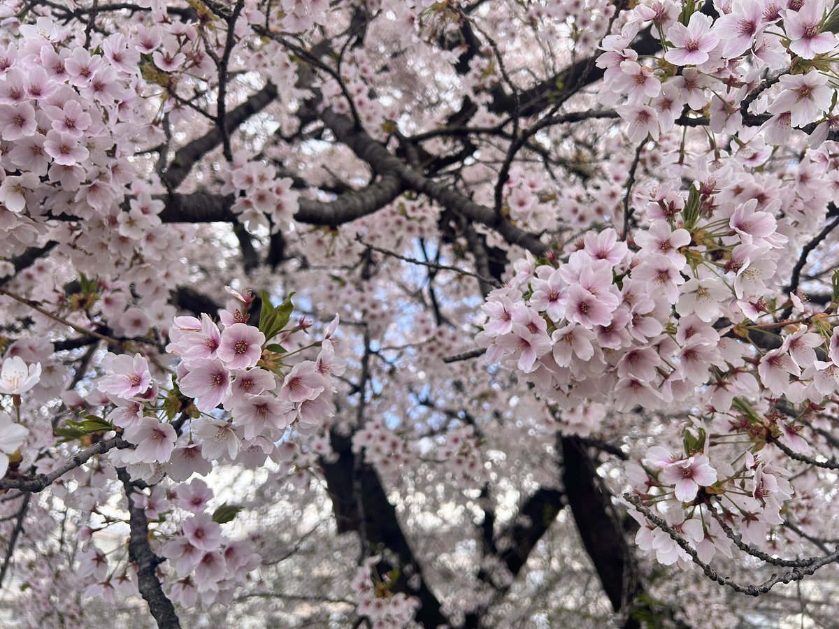 ___reitou's tweet photo. 桜見れました！！ https://t.co/BSRXeD647V