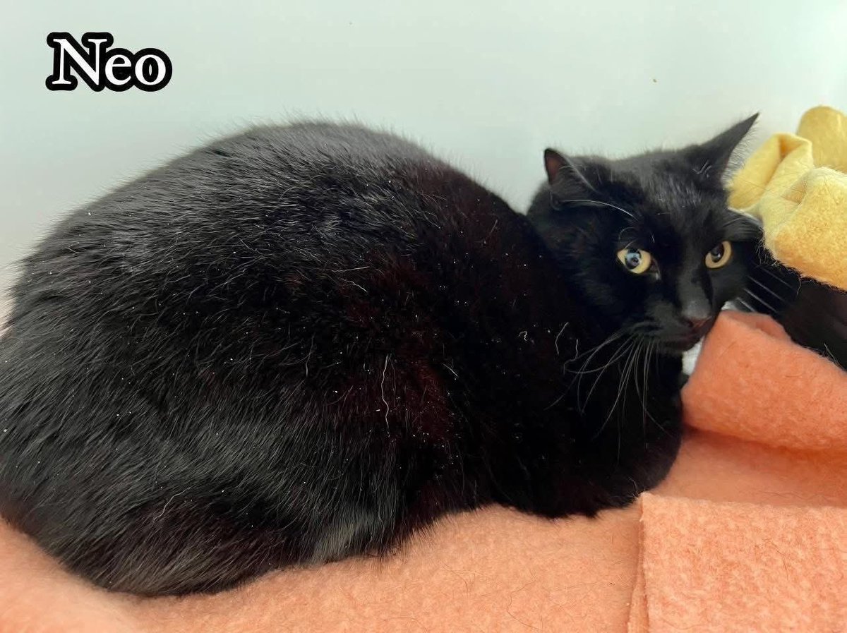 newstartcats1's tweet image. Happy sunny #Caturday 😻🐾💜
It’s the best day of the week #HomingDay

Today we have:
2 collections 🧳🏡💜
5 viewing appts 👀🐈
4 admissions 📋✍🏻

Paws crossed for these 4 today 😻💜 have a pawsome day ahead! 🐾