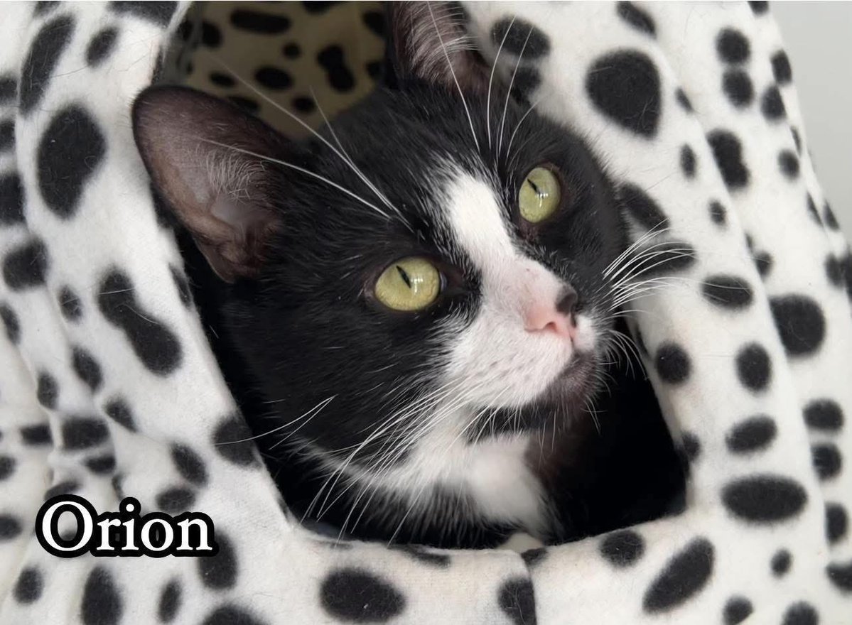 newstartcats1's tweet image. Happy sunny #Caturday 😻🐾💜
It’s the best day of the week #HomingDay

Today we have:
2 collections 🧳🏡💜
5 viewing appts 👀🐈
4 admissions 📋✍🏻

Paws crossed for these 4 today 😻💜 have a pawsome day ahead! 🐾