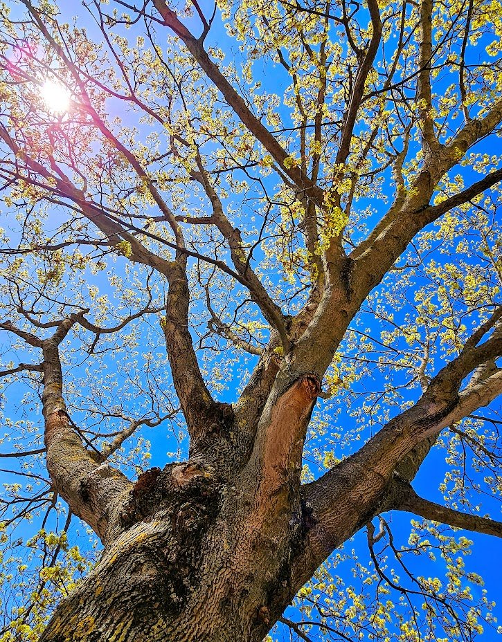 strom_tuula's tweet image. GM ☀️🌿
#trees #NatureBeauty