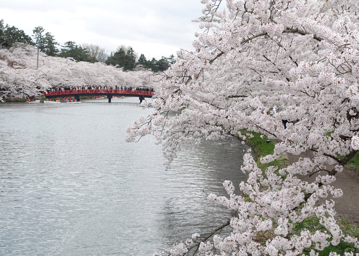 hirosaki_promo's tweet photo. 🌸本日(2026.4.18)の弘前公園
本日、桜のトンネルのソメイヨシノが満開となり、全域でソメイヨシノの満開を楽しむことができます。また、『弘前七桜』の八重紅枝垂が咲き始めています。外濠ではちょっとだけ花筏も♪
#弘前さくらまつり #さくらまつり #弘前 #桜 #さくら #弘前公園 #aomori #sakura https://t.co/VSbvSoR07T