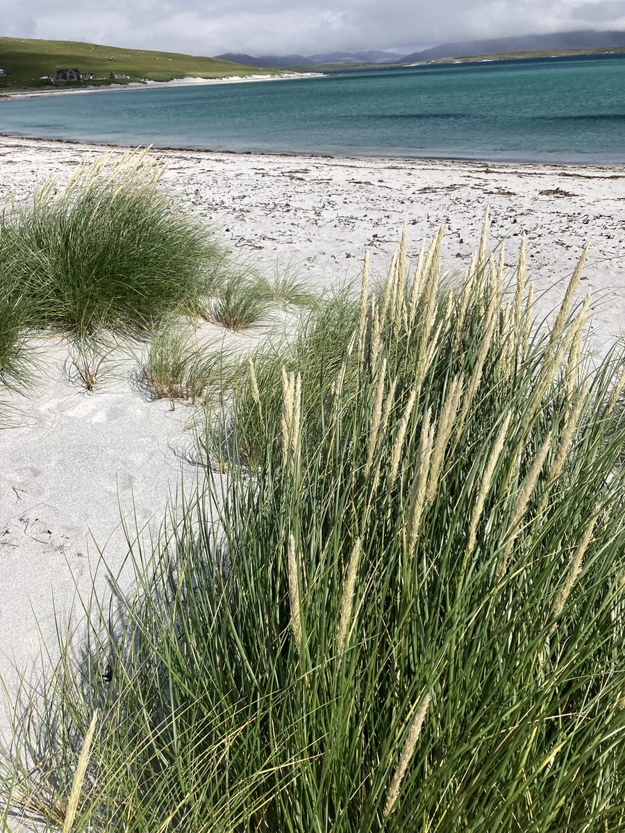 Lovethisland_'s tweet image. Berneray. East beach.

“Who knows where the time goes…”

#hebrides #outerhebrides #Scotland