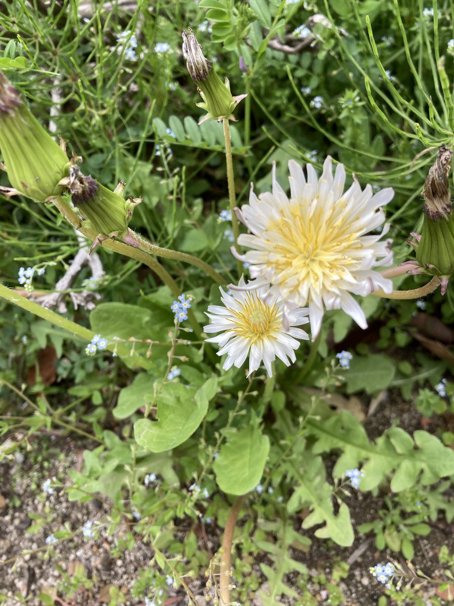 Misty@blue:低浮上中 tweet media