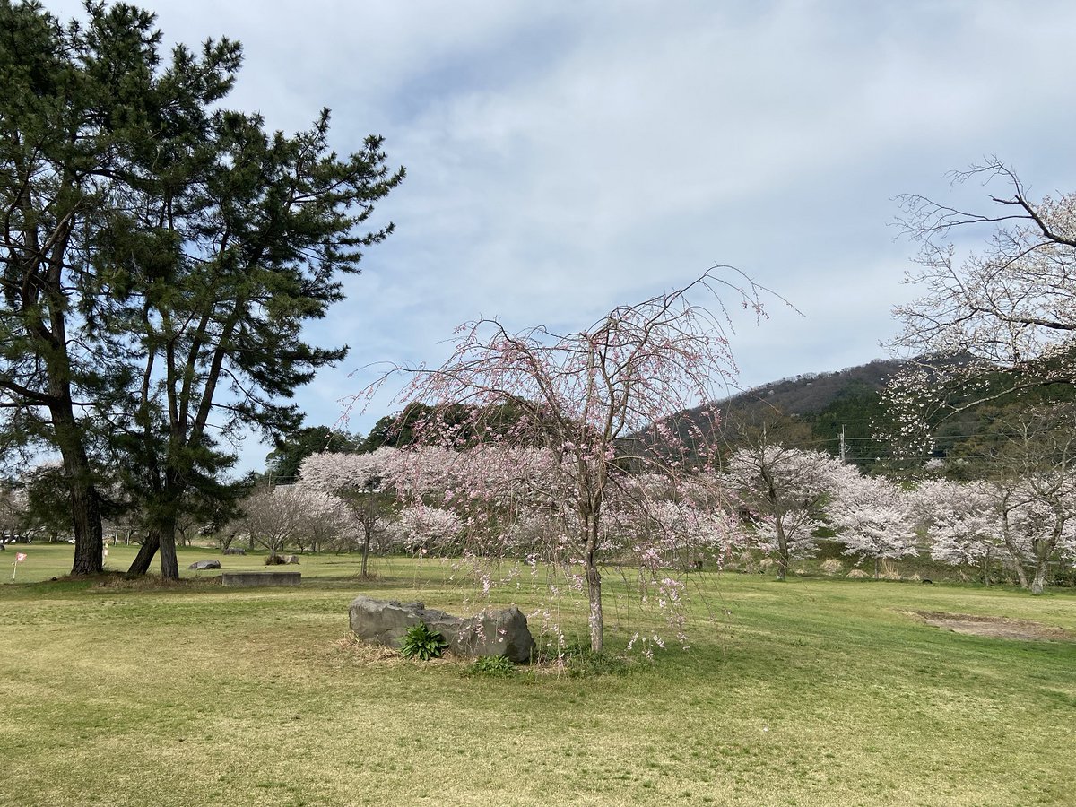 Sacky_depot09's tweet photo. *風景*
『一昨年の桜（2024年）』
～ささふく水辺公園にて～
今年の桜のメイン写真は天気がよくなかったため
比較的よく撮れて載せていなかった一昨年のものも掲載

その①

撮影地：鳥取県西伯郡伯耆町（溝口）
（機材：iPhone 11） https://t.co/0P3gL5Ks8R