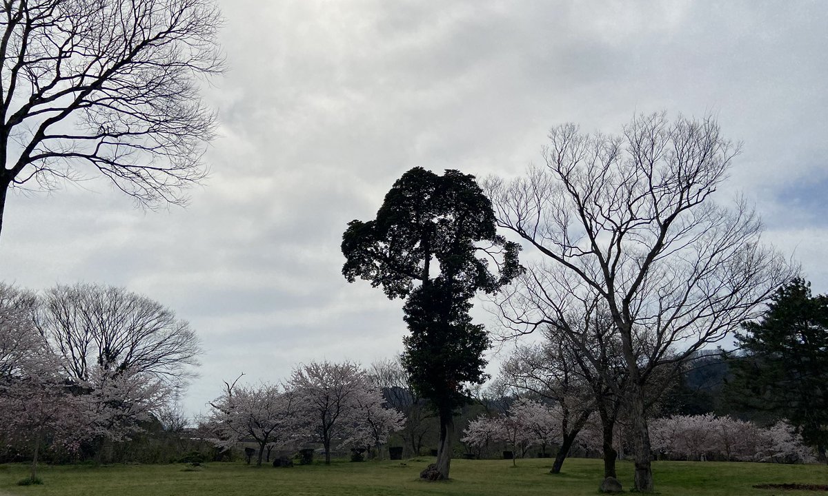 Sacky_depot09's tweet photo. *風景*
『一昨年の桜（2024年）』
～ささふく水辺公園にて～
今年の桜のメイン写真は天気がよくなかったため
比較的よく撮れて載せていなかった一昨年のものも掲載

その①

撮影地：鳥取県西伯郡伯耆町（溝口）
（機材：iPhone 11） https://t.co/0P3gL5Ks8R