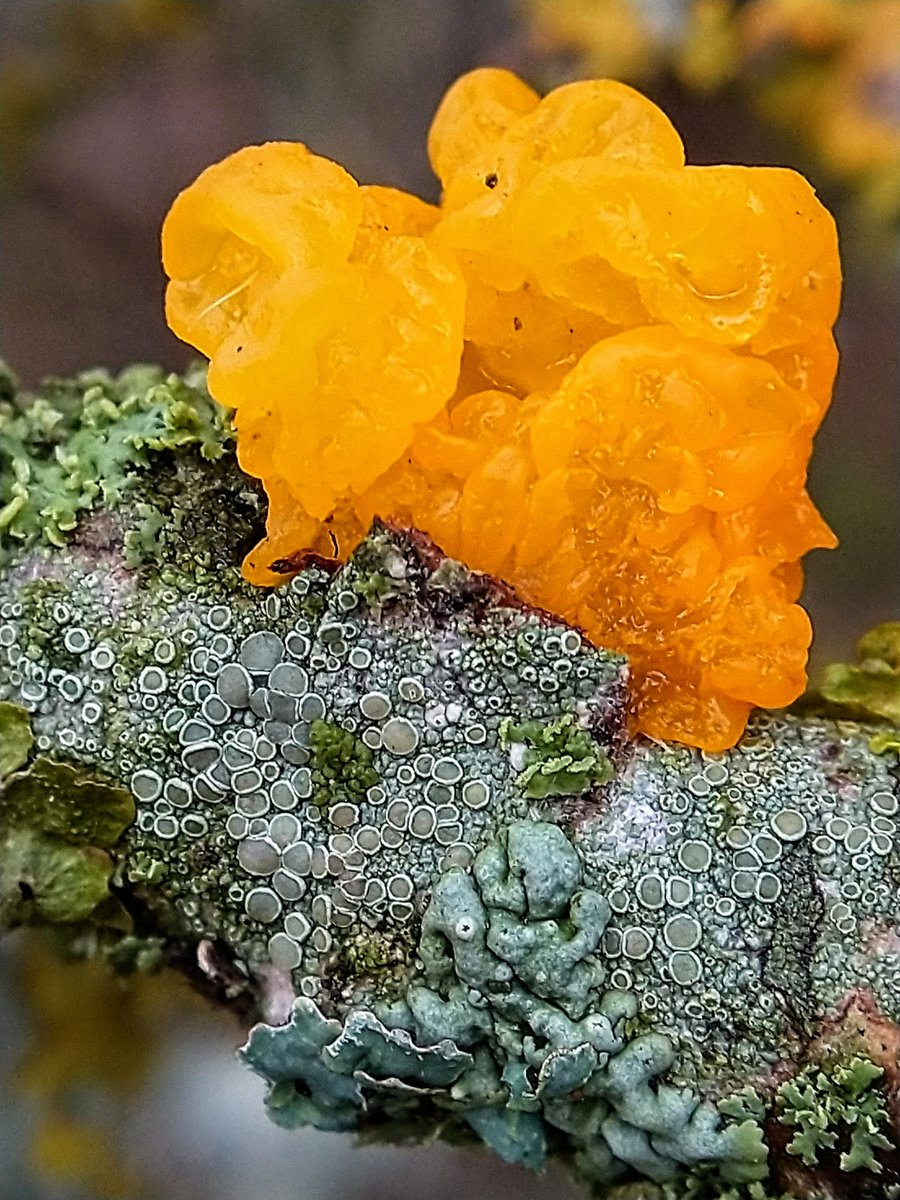 SewellLeigh's tweet image. Mixing it up for #hotsticksaturday 😊

#saturdaymorning #fungi #lichen #nature #naturephotography