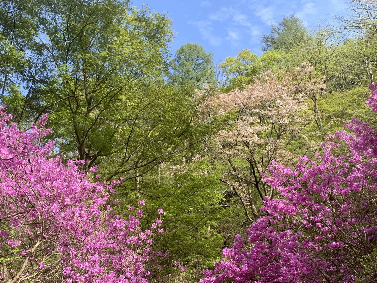 Allein Adler（アライン アドラー） tweet media