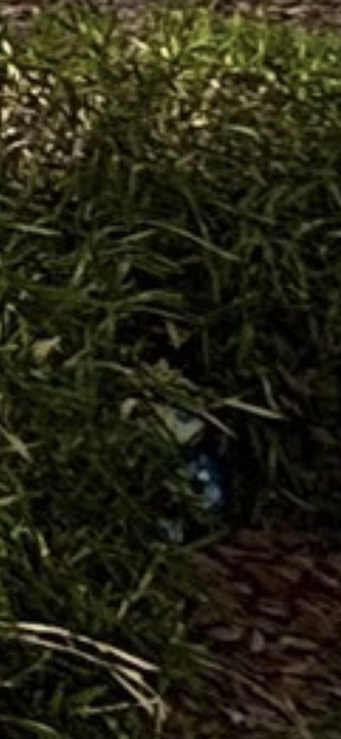 318 Shinon tweet media