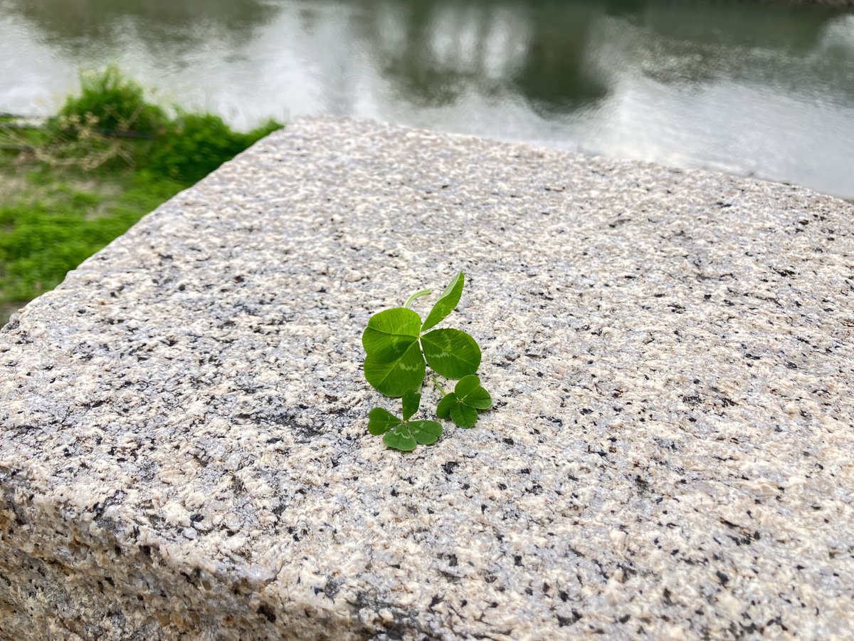 サナえもん(旧ヴィルム) tweet media