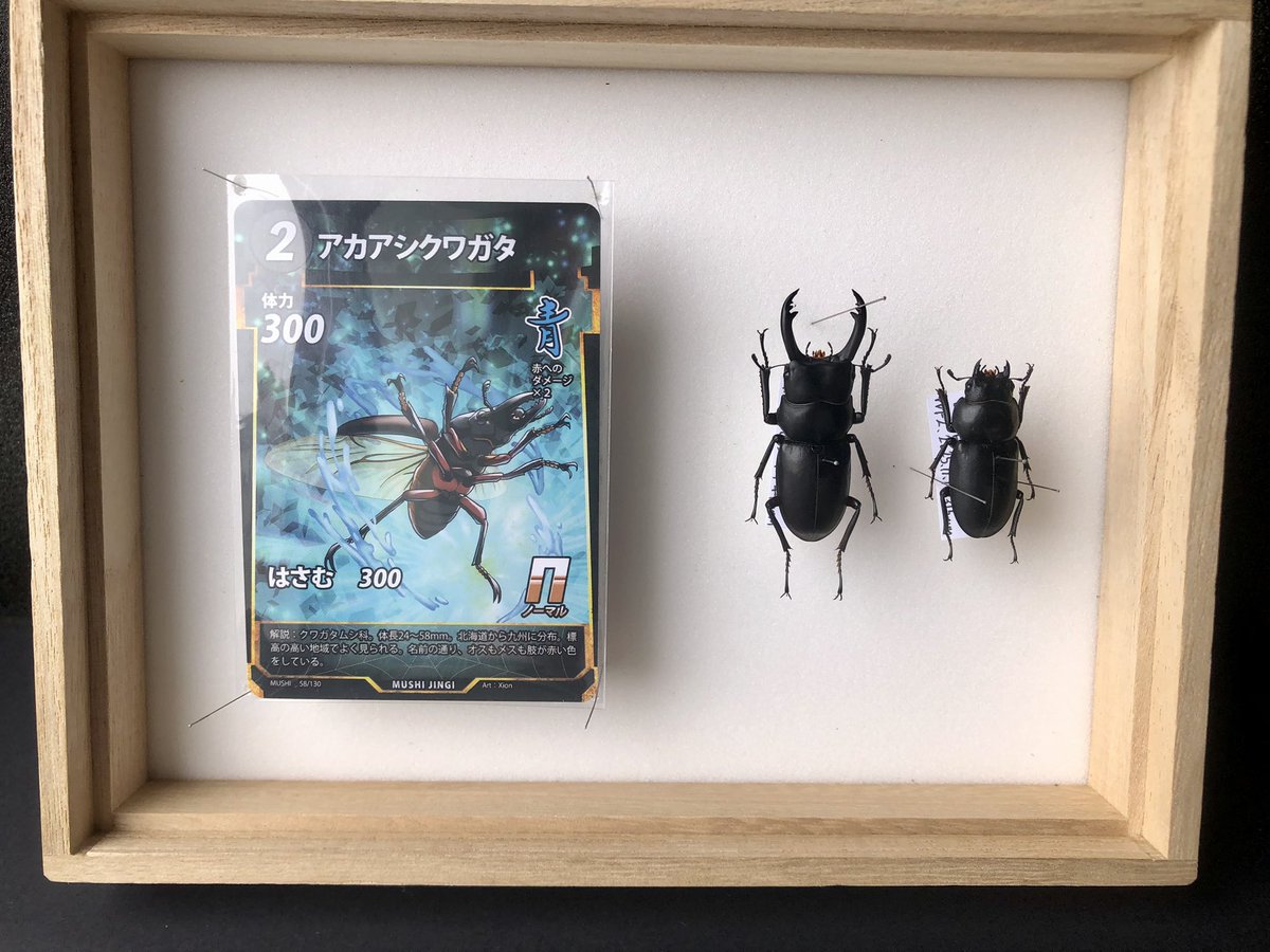 Syn0315's tweet photo. 蟲神器カードと標本　その50

#アカアシクワガタ
#Dorcus rubrofemoratus
ドルクス ルブロフェモラトゥス
♂44.8mm ♀31.5mm

日本生息の個体は原名亜種
本州だと標高の高いところに多いらしいからあまり見かけない種類
北海道なら平地にもいるのかな❓
赤い脚が目立つけど顎もいいね✨

#蟲神器
#標本 https://t.co/EyrquC3iHy