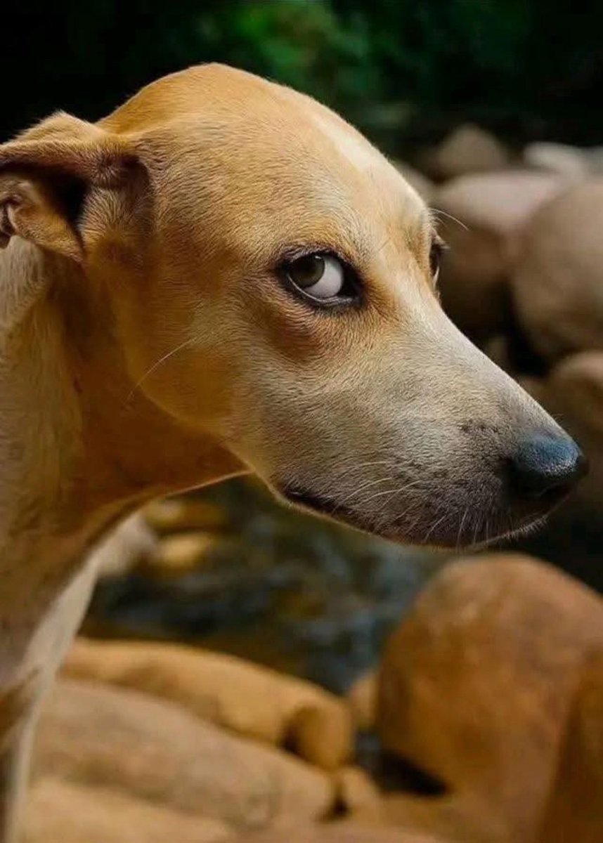 Sebi Na me dey chop that one wey dey your front