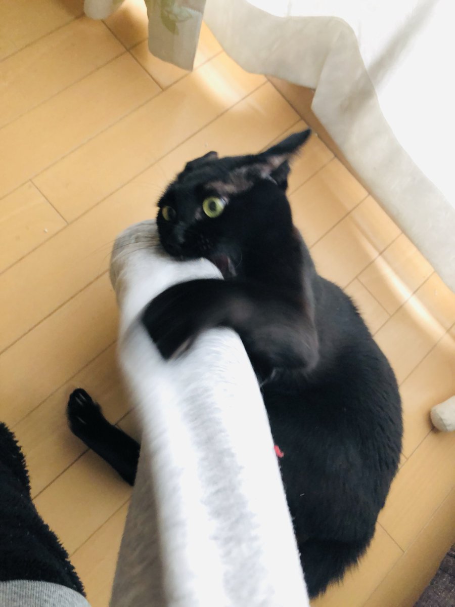 かずよん🐈‍⬛黒猫りゅう🔜5/2.3【にゃんこ博覧会】R28 tweet media