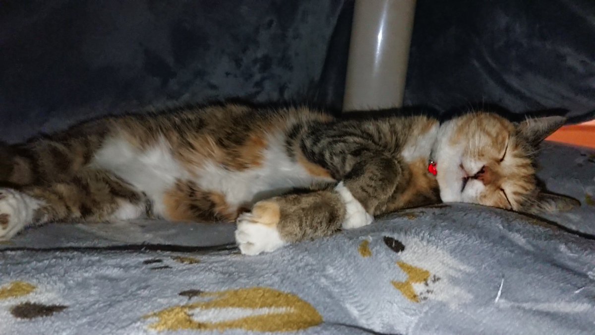 まだまだコタツが必要みたい