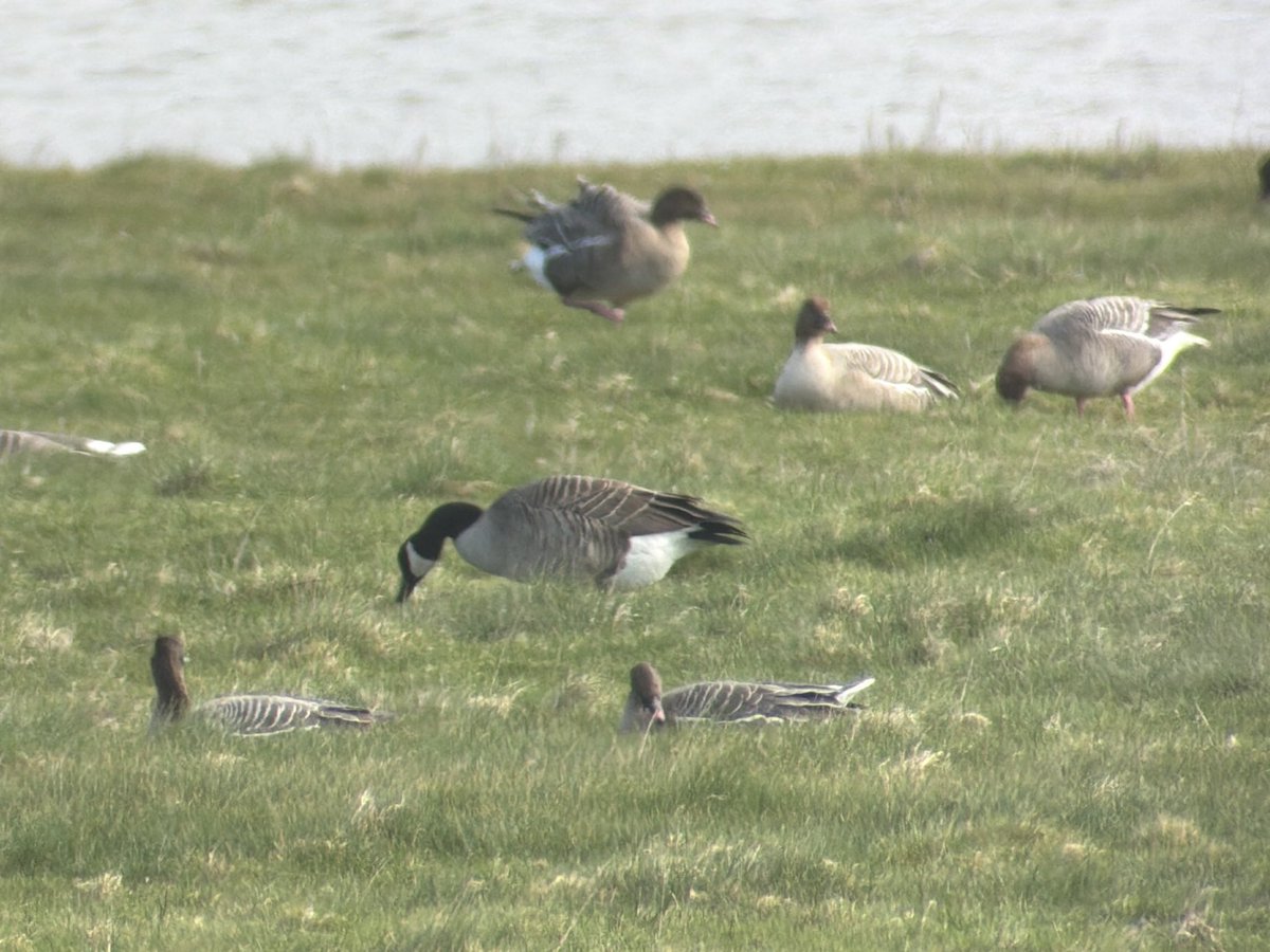 DarbyBug's tweet image. Tundra Bean and Nth Am Canada in a few hundred Pinks on Crossens Outer #Marshside