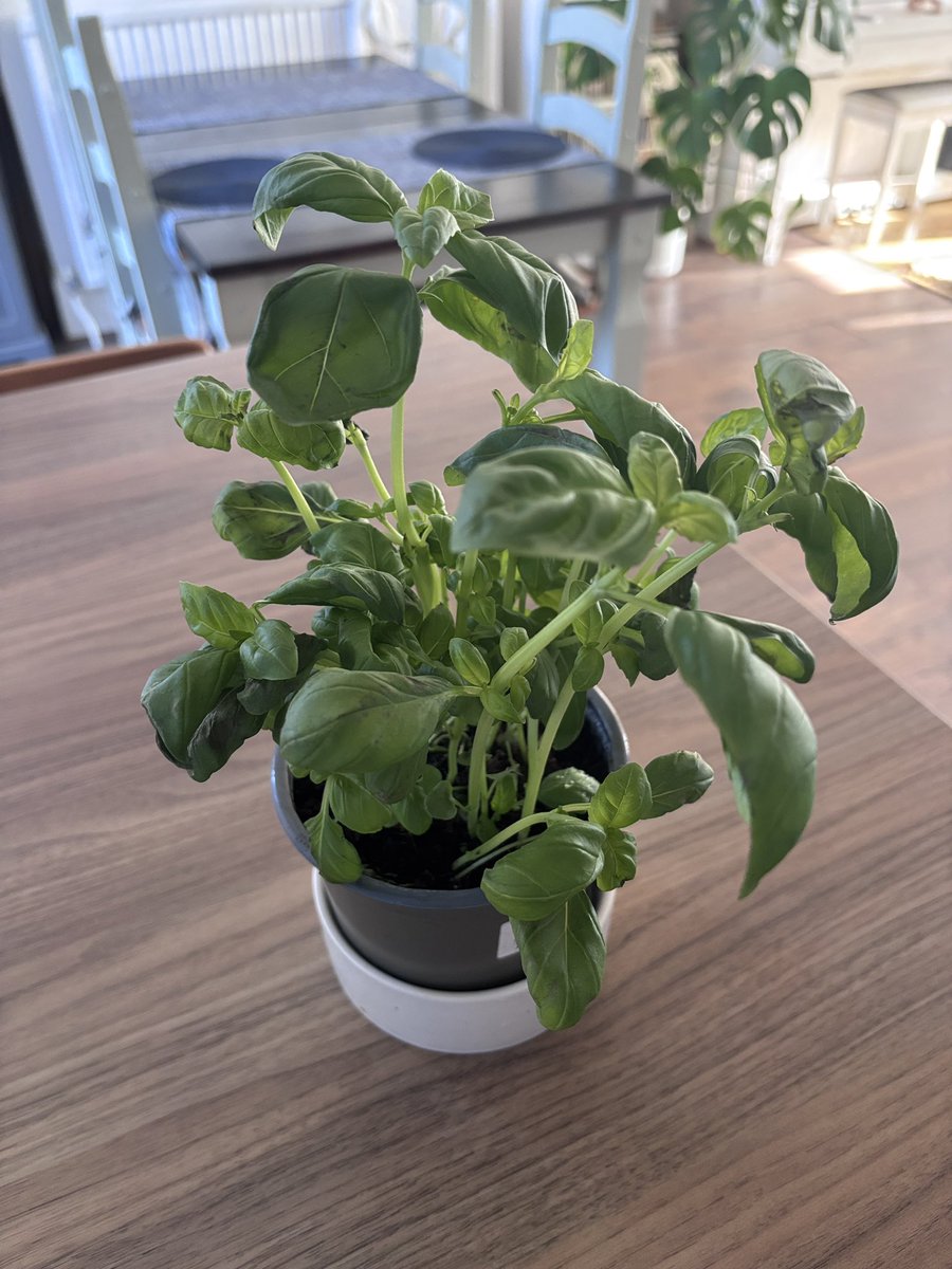 スーパーで買うバジルはすぐダメにしてしまうのですが、水のやりすぎによる根腐れが原因だった模様。
前に見かけたこの育て方を参考にしたら、萎れて葉っぱが黒くなっていたバジルがここまで復活しました🥹🌿