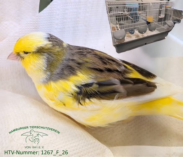 yolanda schultes tweet media