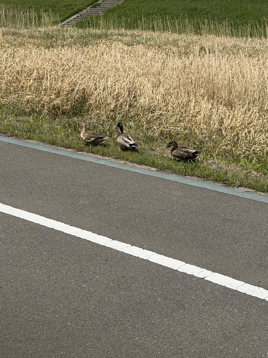 小島よしお tweet media