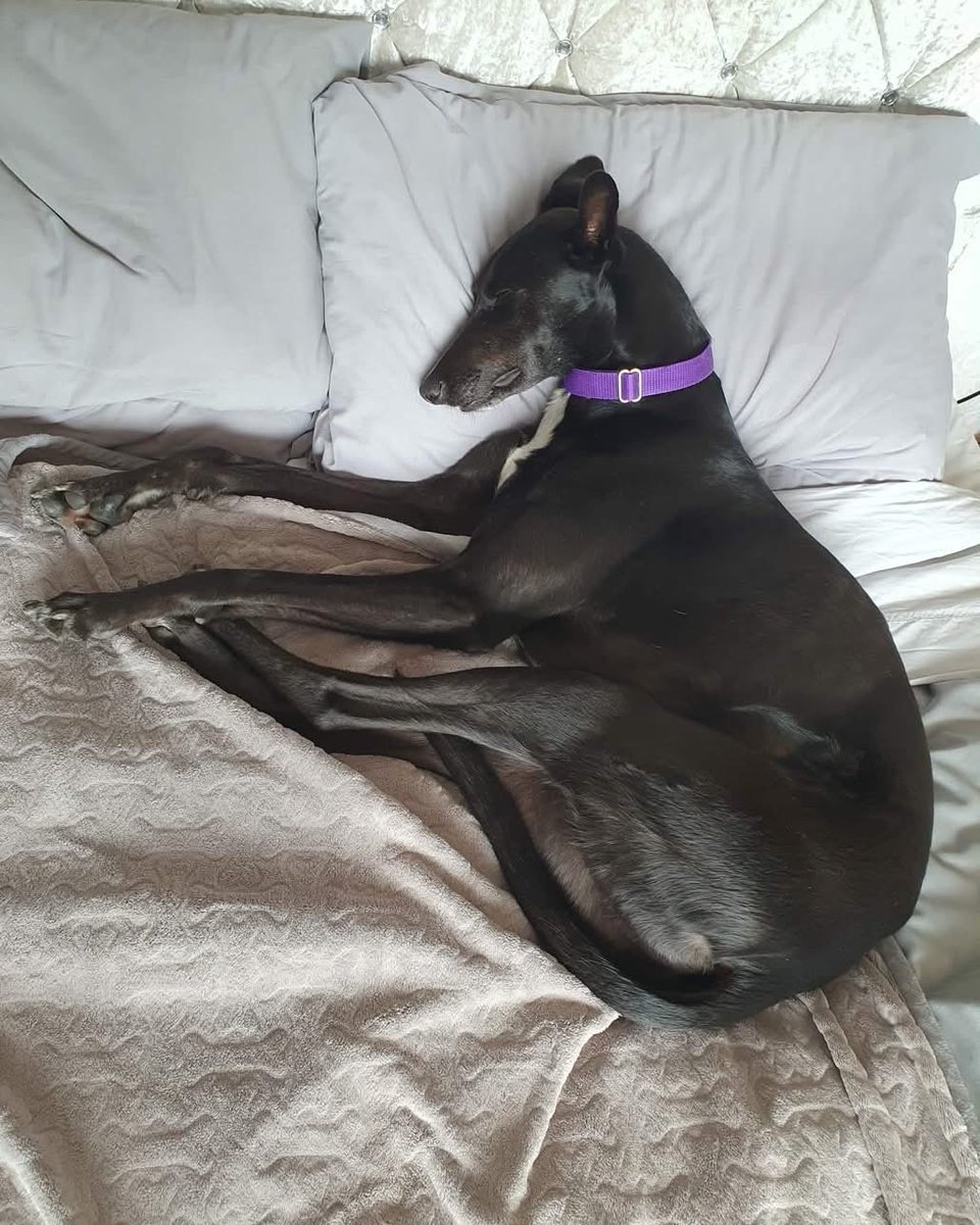 After a lurcher playdate, Daithi has decided to have a lie-in 😴💤🛌
Daithi is a gentle lad still looking for his forever home, where he can lie in for as long as his heart's content. Could that be with you? lurchersos.org.uk/dogs-for-adopt…