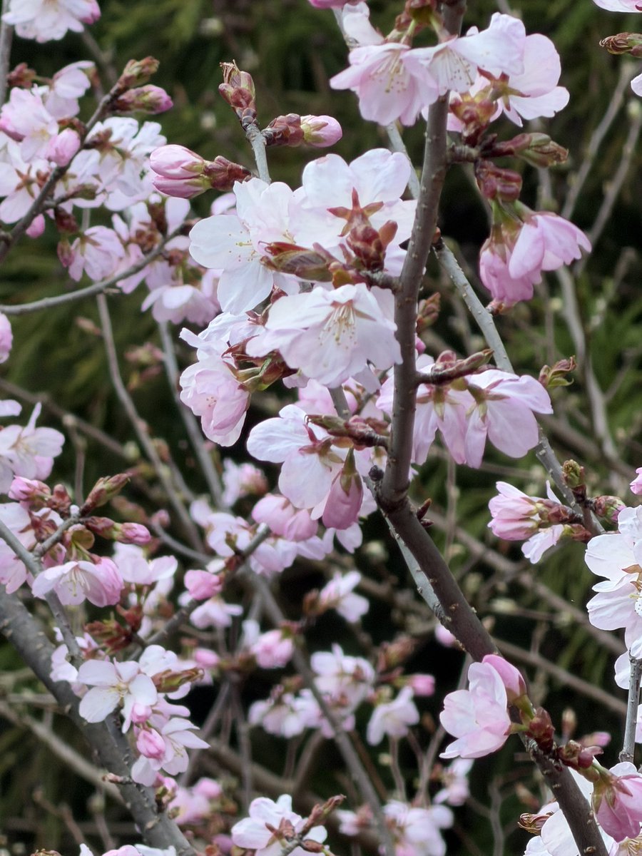 ひらの＠保険募集人の集客の悩みを営業戦略でサポートする人 tweet media