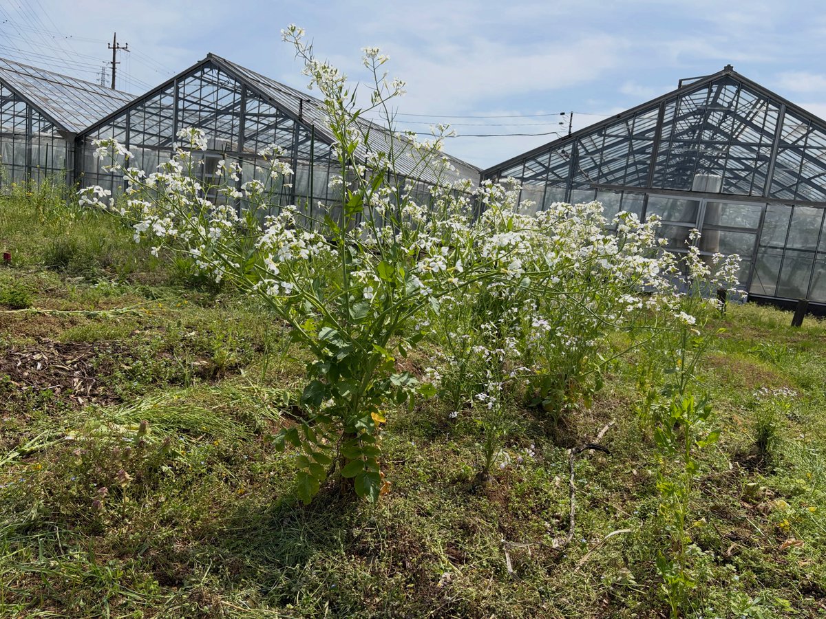 etonaen's tweet photo. きれいな花！よく見ると、、下に大根が。
そう、こちら、大根の花なのです。花が枯れた後には、数千本分の大根の種が採れるのです。ー体験農園コトモファームより https://t.co/XuaTurxbbE