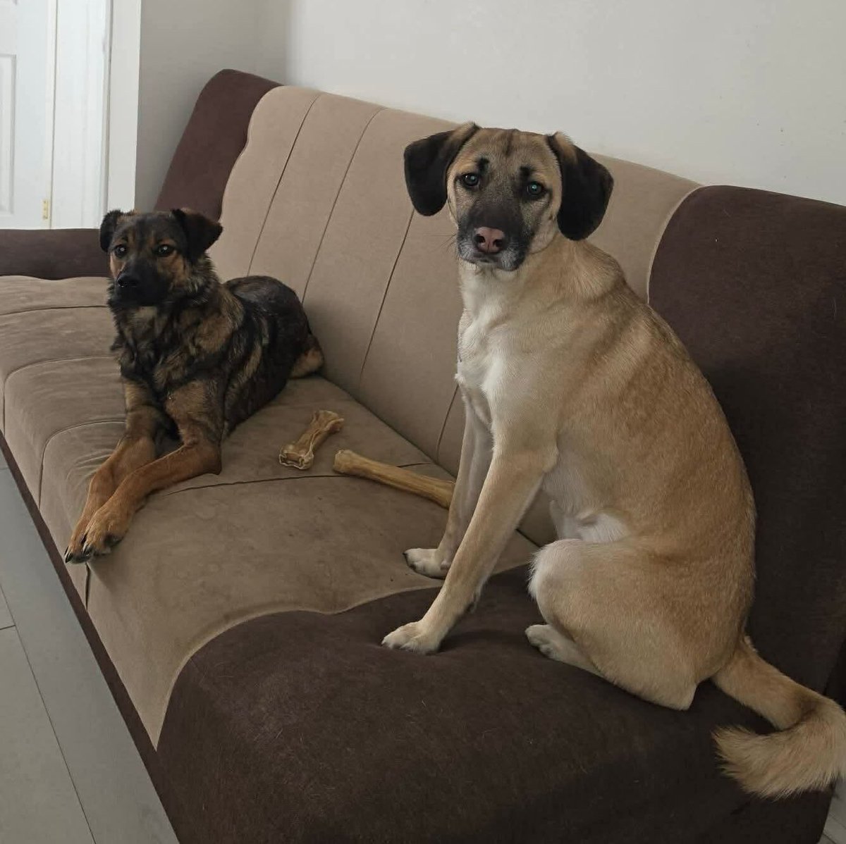 Dogs 4 Rescue tweet media
