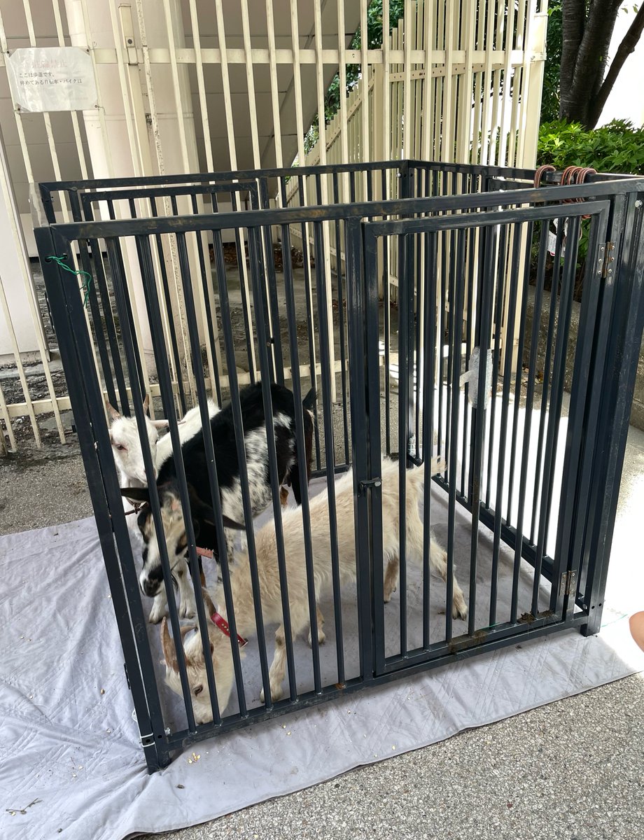 いぬ山たぬ子☺︎❁𖥧🦔2歳児と0歳児なう tweet media