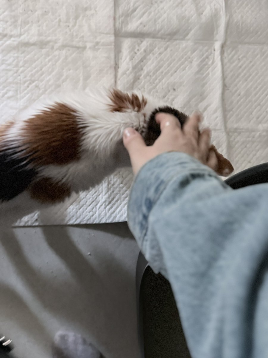 🏳️‍🌈용감한 안젤리나 tweet media