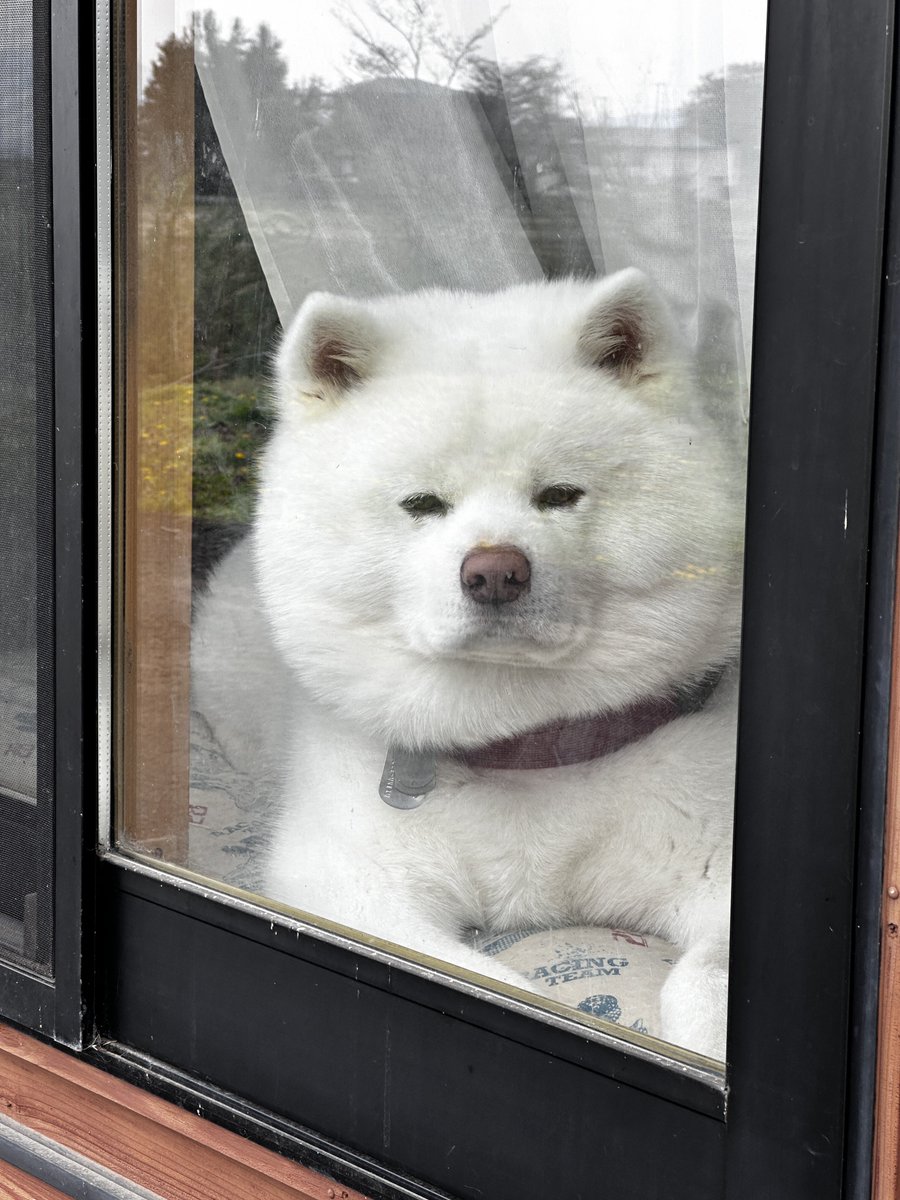 秋田犬 海 カイ♡ tweet media
